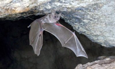 Πώς οι νυχτερίδες αποφεύγουν συγκρούσεις στον αέρα