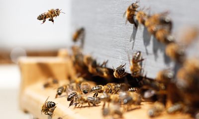 Η επανάσταση της BeeHero για τις μέλισσες