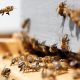 Η επανάσταση της BeeHero για τις μέλισσες