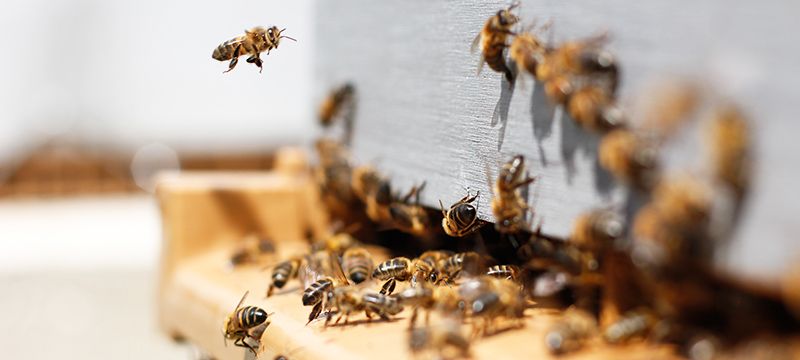 Η επανάσταση της BeeHero για τις μέλισσες