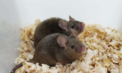 Μικρά ποντίκια με δύο πατέρες αποκτούν απογόνους