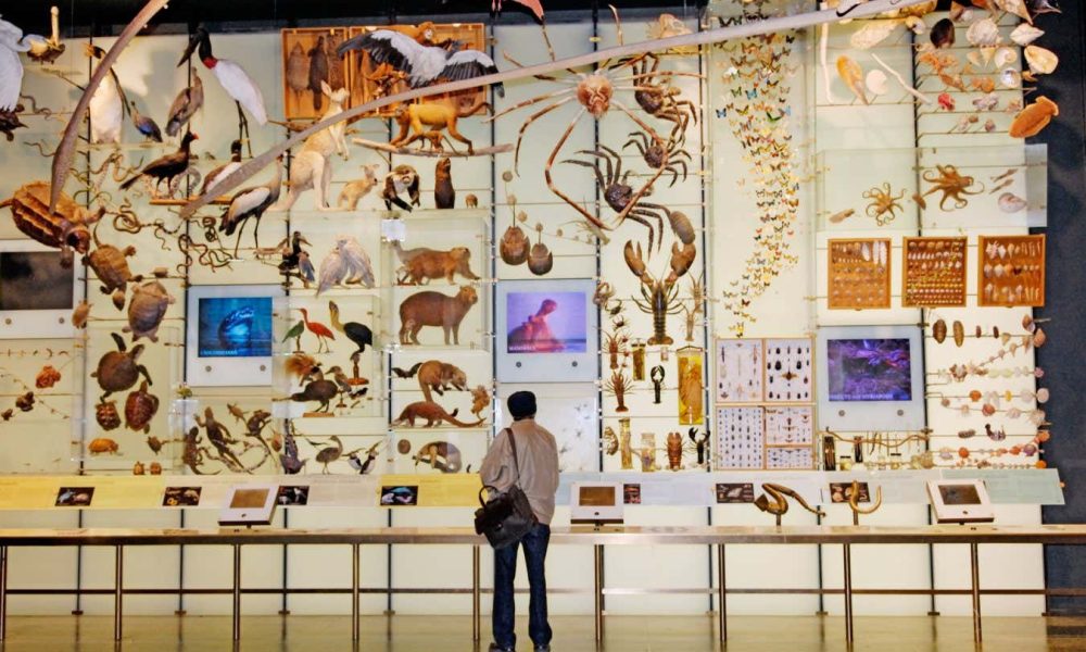 Πώς να αποτρέψουμε την έκτη μαζική εξαφάνιση ειδών