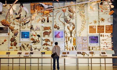 Πώς να αποτρέψουμε την έκτη μαζική εξαφάνιση ειδών