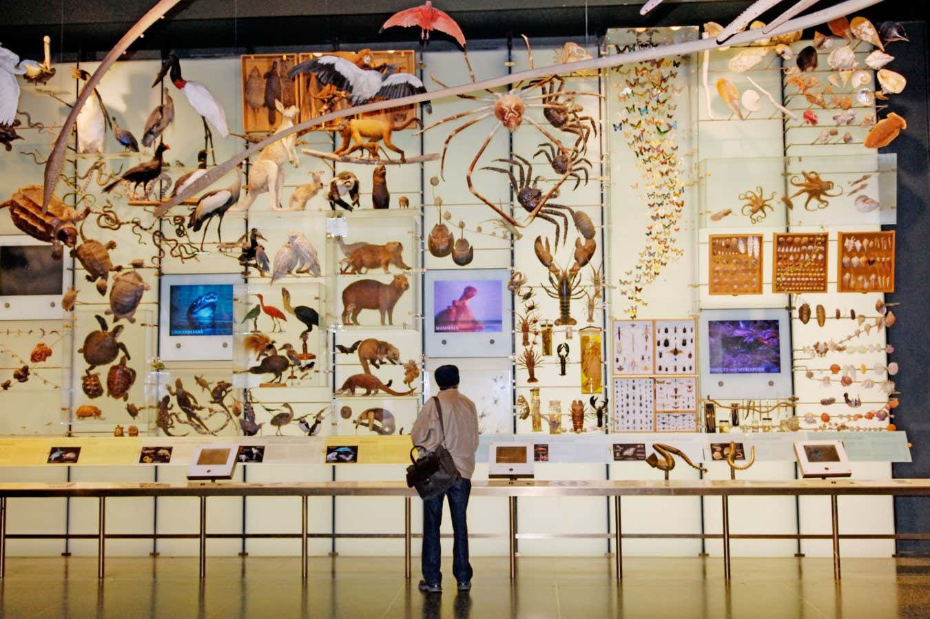 Πώς να αποτρέψουμε την έκτη μαζική εξαφάνιση ειδών