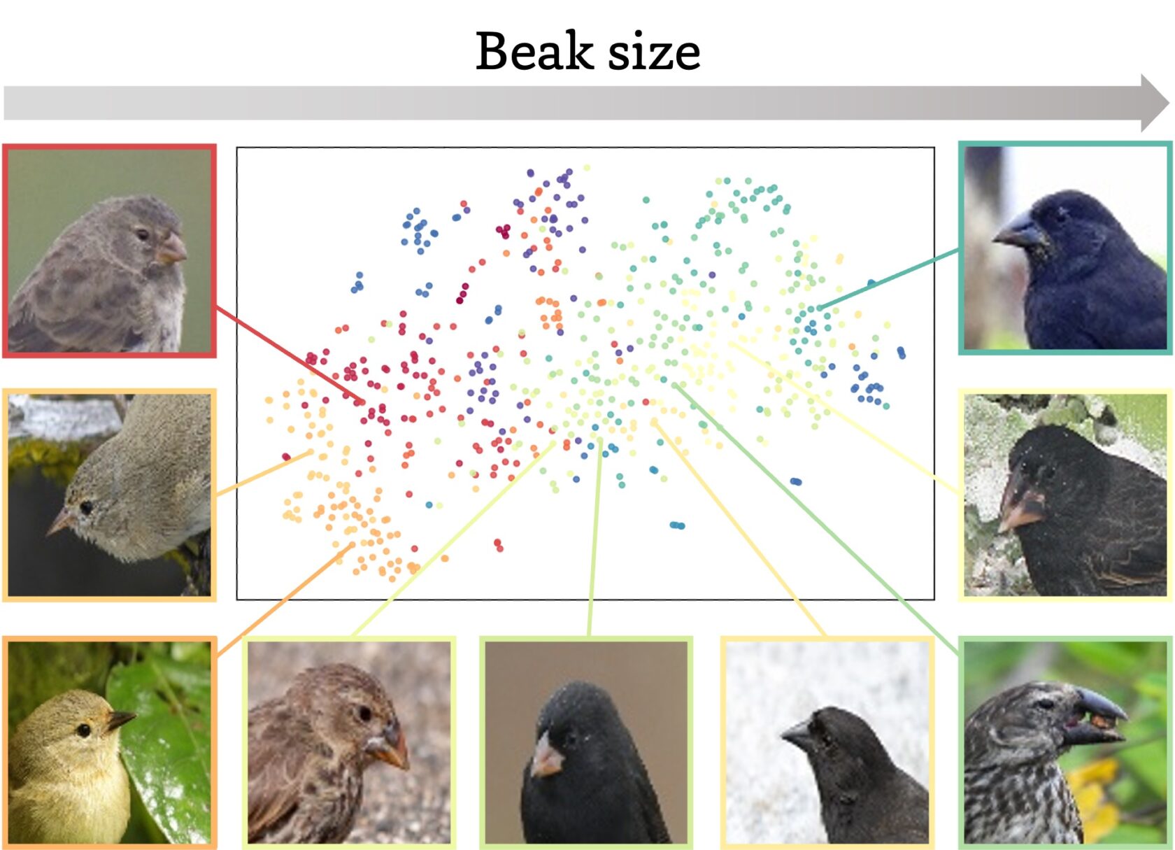 Πώς το BioCLIP 2 Αλλάζει την Αντίληψή μας για τη Βιοποικιλότητα